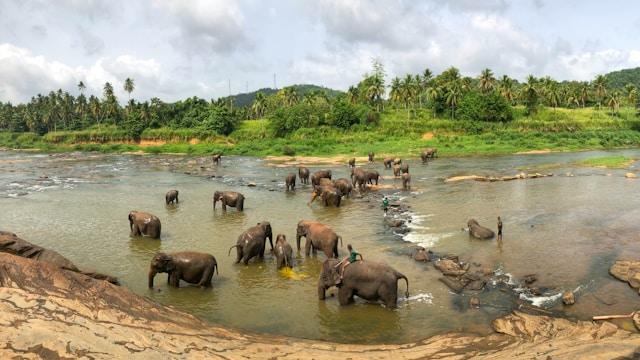 Wildlife & Safari