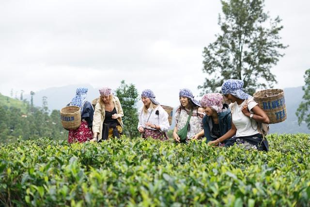 Tea Country Retreats