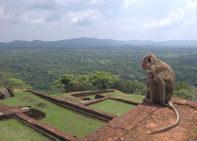 SIGIRIYA LION ROCK Gallery 1