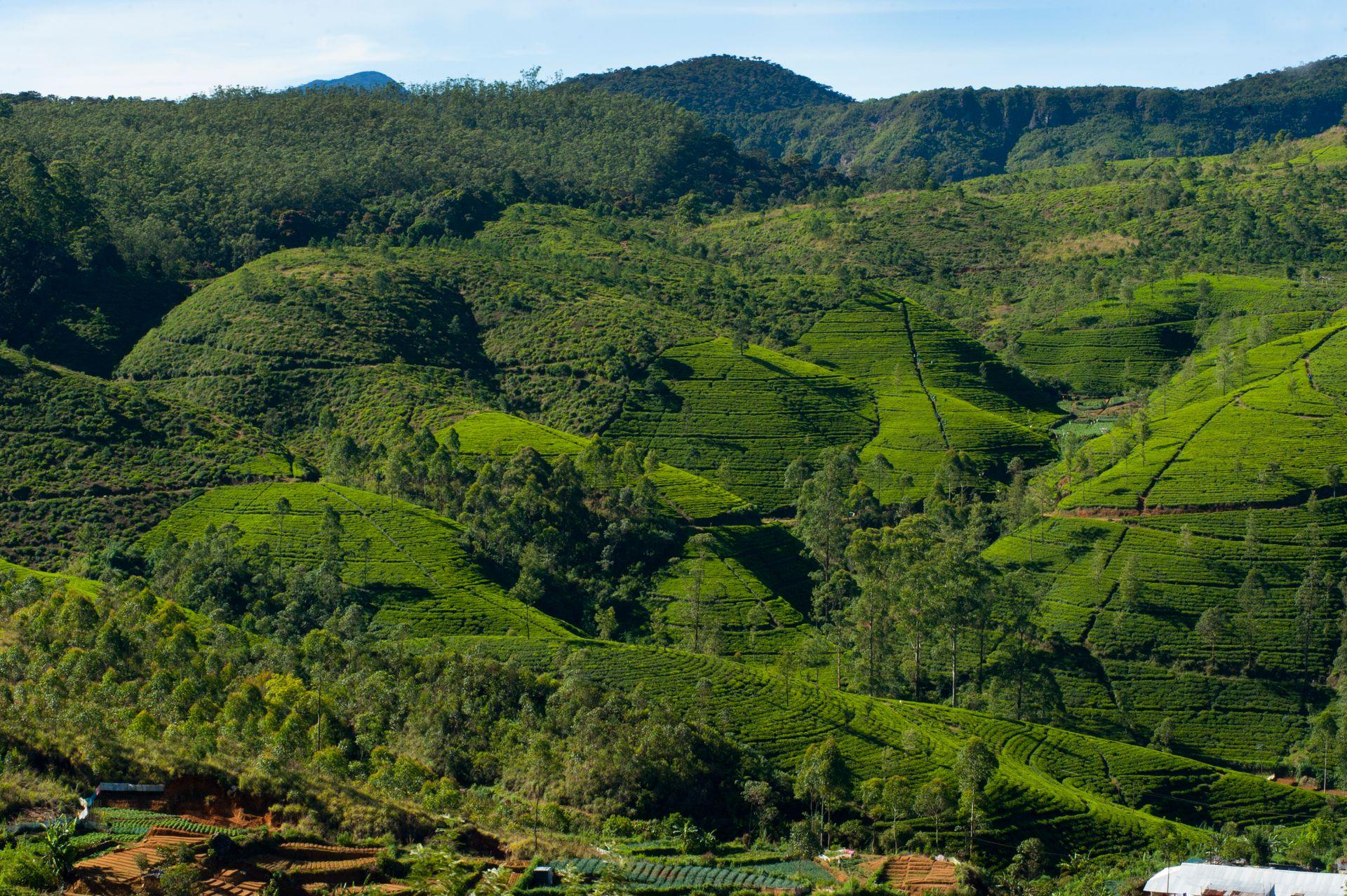 Tea Country Retreats