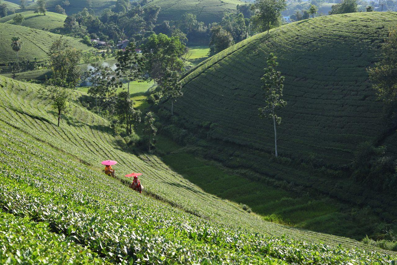 Tea Country Experience