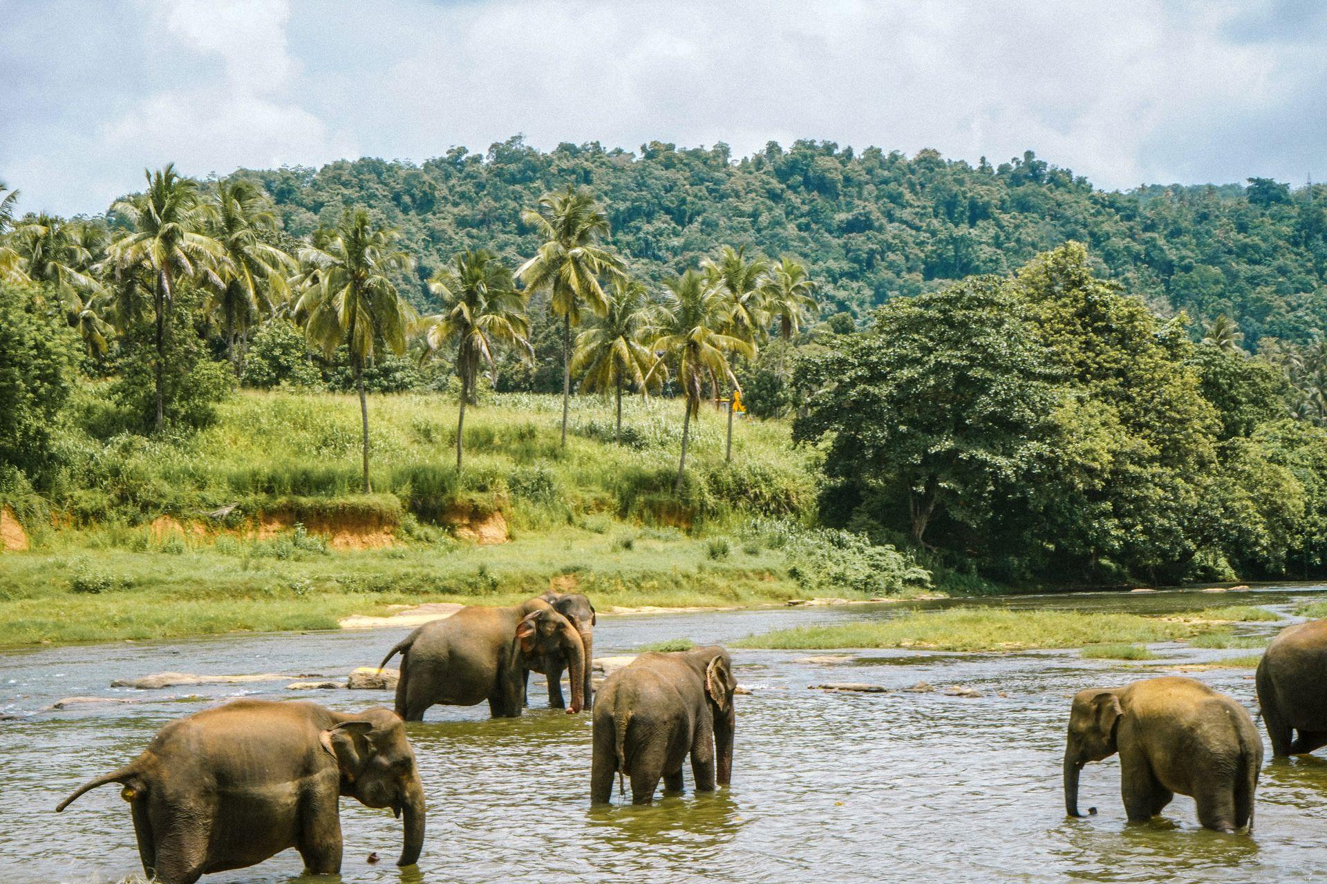 Wildlife & Safari