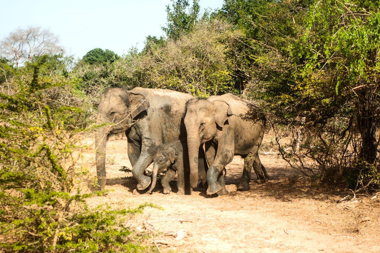 Yala Safari Guide