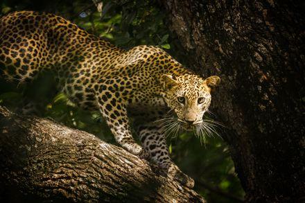 YALA LEOPARD SAFARI Gallery 0